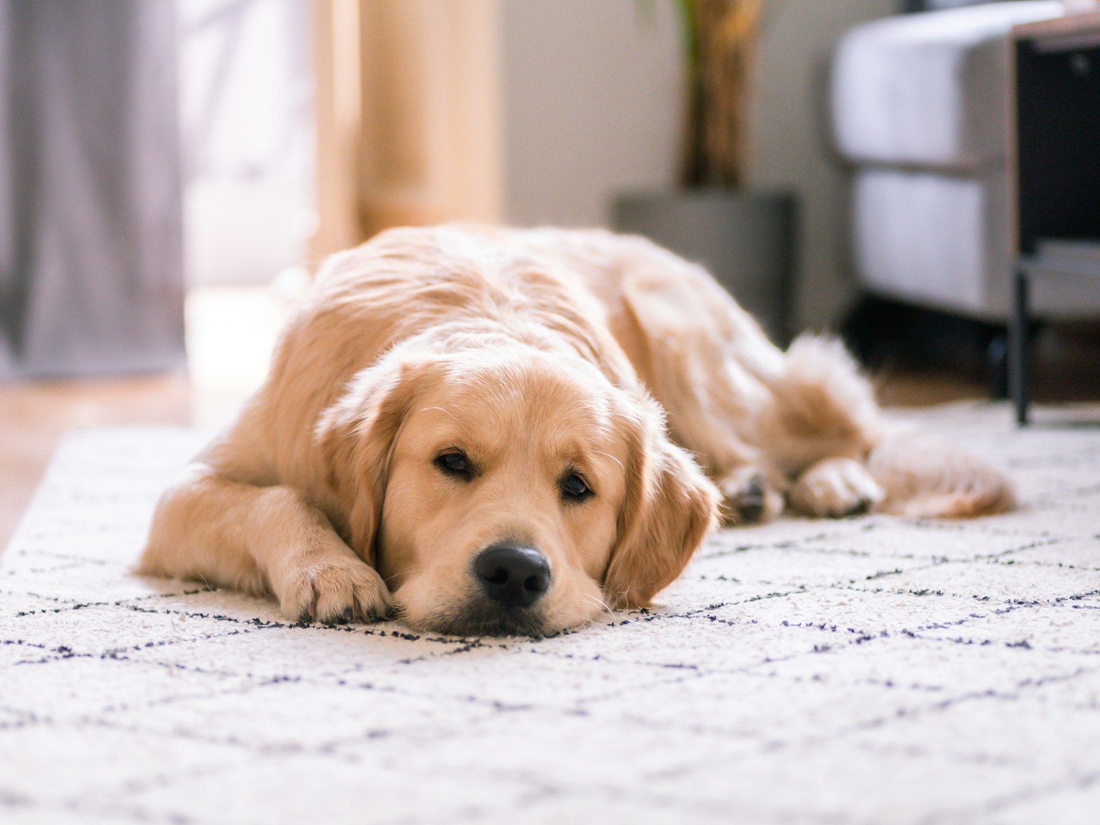 A golden retriever lying on a rug in a bright living room